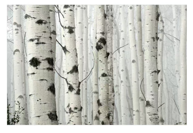 Betula platyphylla forest